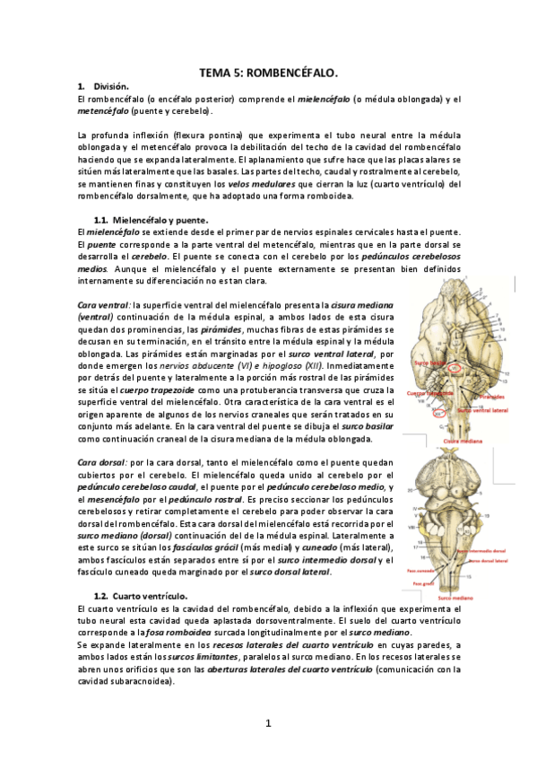 Miniatura del documento Tema-5-Rombencefalo.pdf