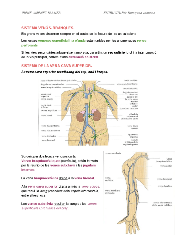 Miniatura del documento BRANQUES-VENOSESIRENE.pdf