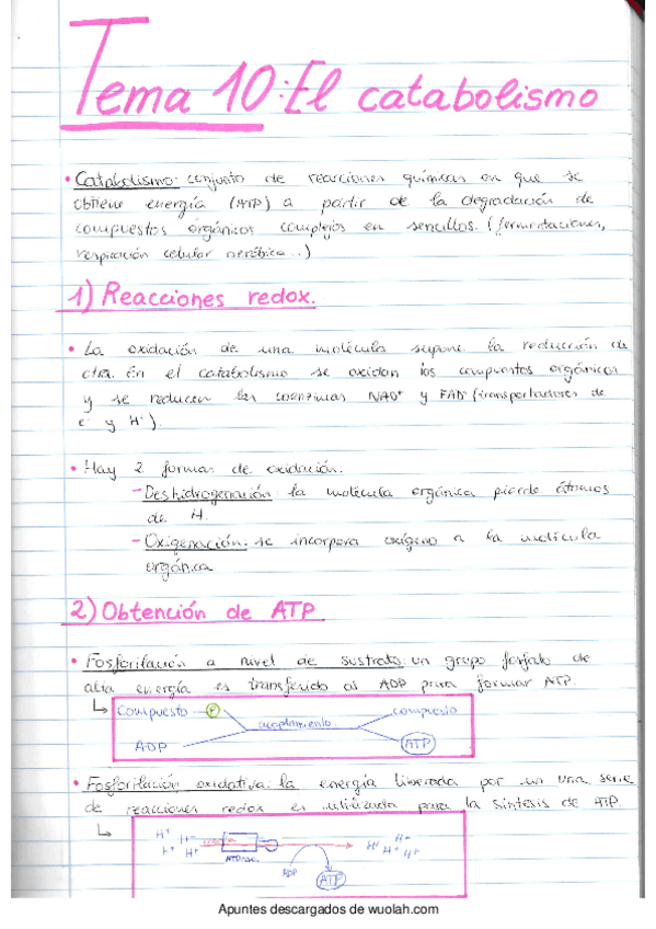 Miniatura del documento Catabolismo.pdf