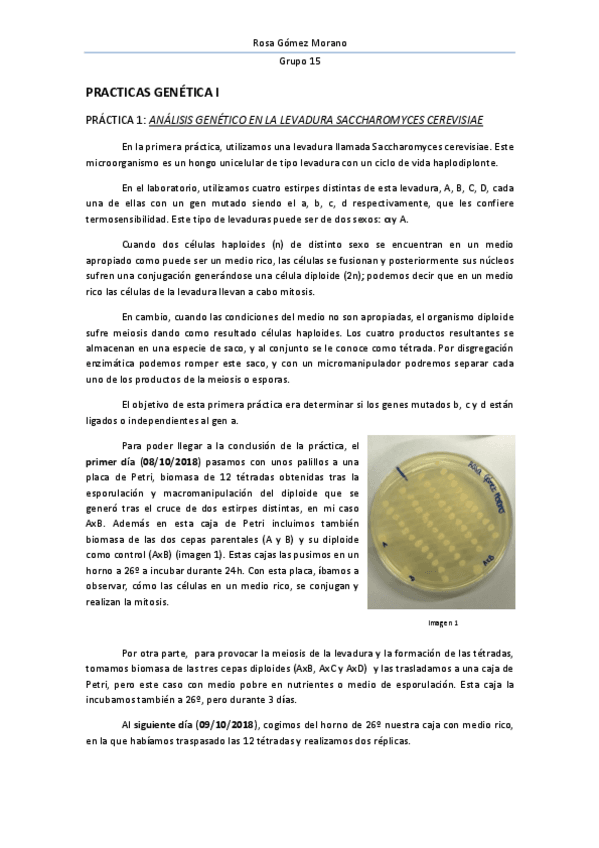 Miniatura del documento INFORME-PRACTICAS-LABORATORIO.pdf