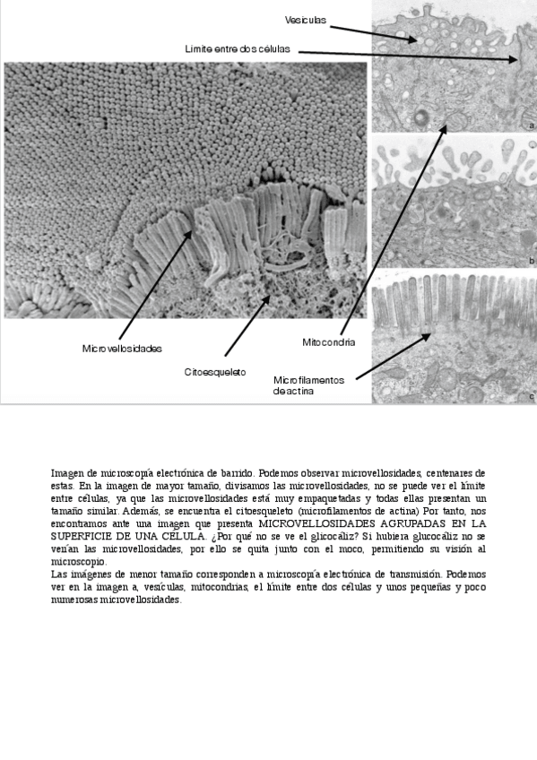 Miniatura del documento IMAGENES-MICROSCOPIO-seminario-citologia.pdf