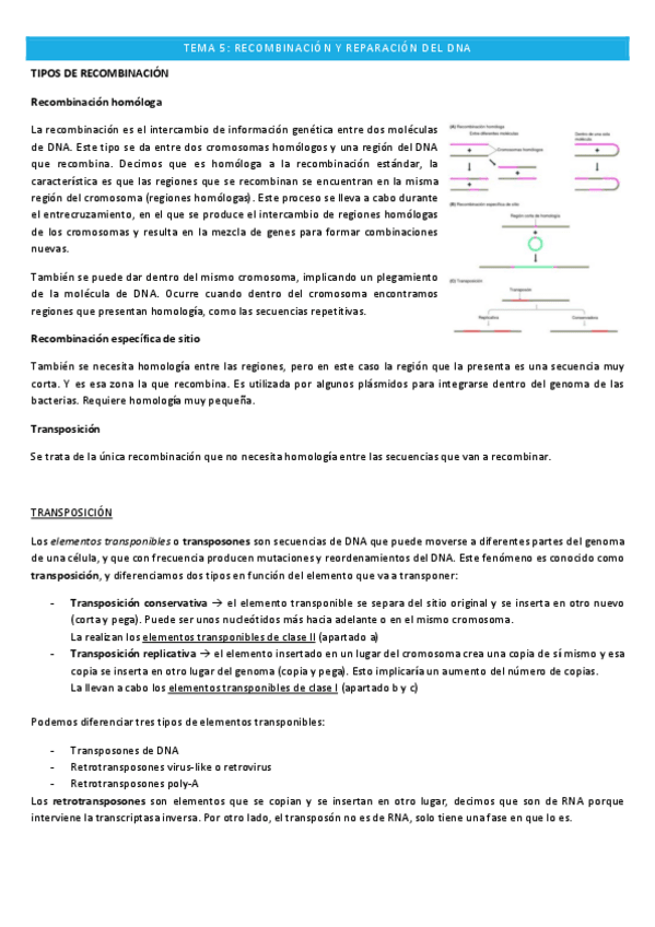Miniatura del documento Genetica-molecular-TEMA-5.pdf