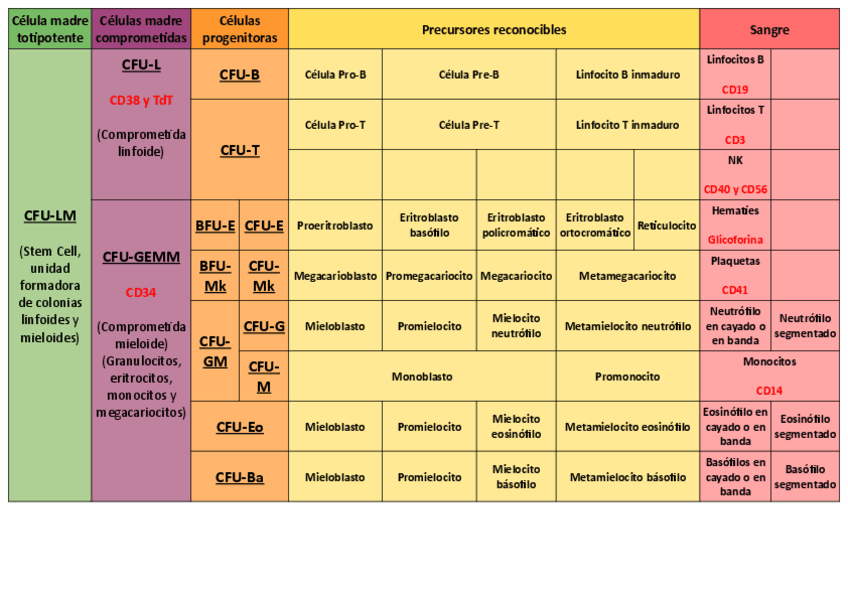 Miniatura del documento Tabla-hematopoyesis.pdf