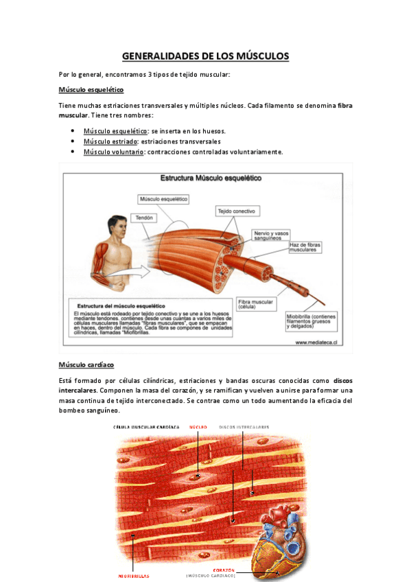 Miniatura del documento GENERALIDADES-DE-LOS-MUSCULOS.pdf