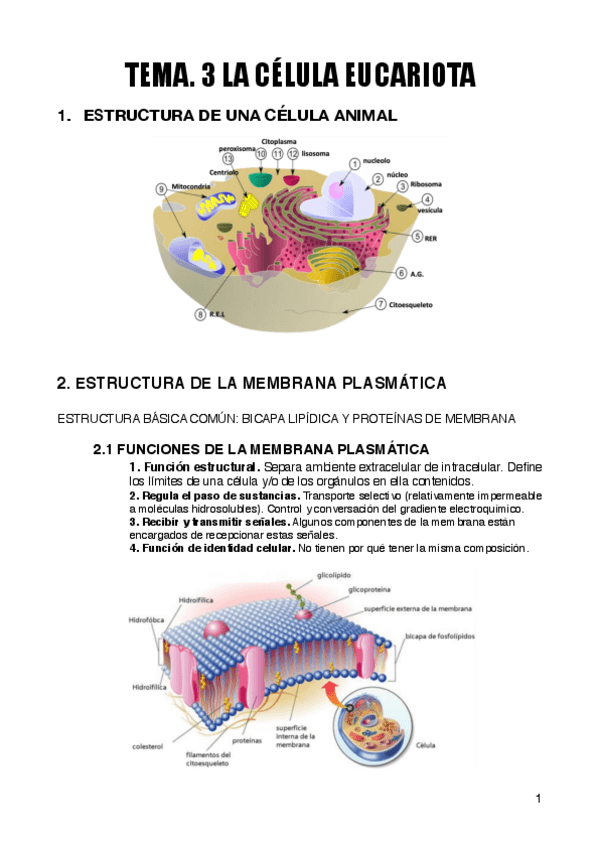 Miniatura del documento TEMA.pdf