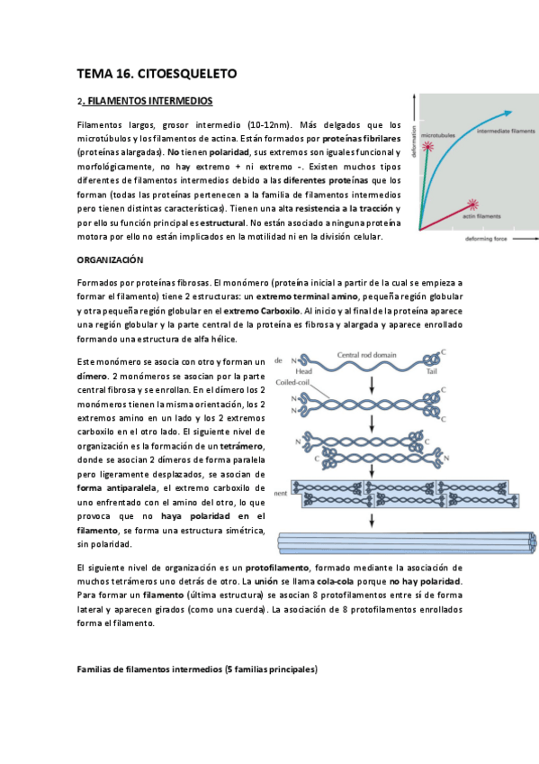 Miniatura del documento filamentos intermedios.pdf