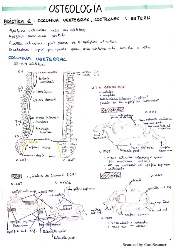 Miniatura del documento osteologia.pdf