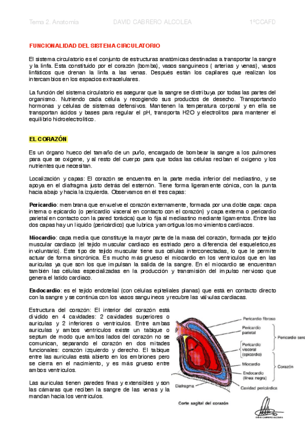 Miniatura del documento 2-PDF-Funcionalidad-del-Sistema-Circulatorio.pdf