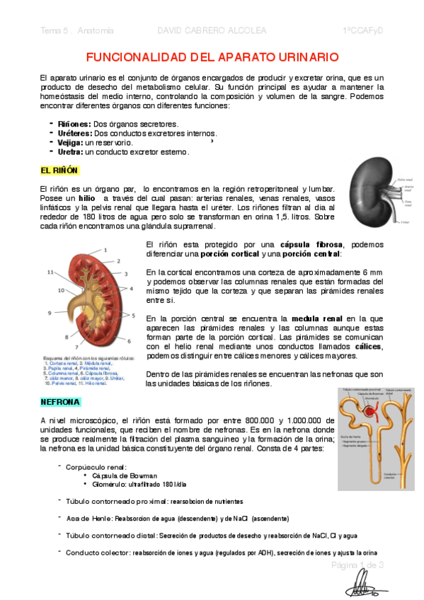 Miniatura del documento 5-PDF-Funcionalidad-del-aparato-urinario.pdf