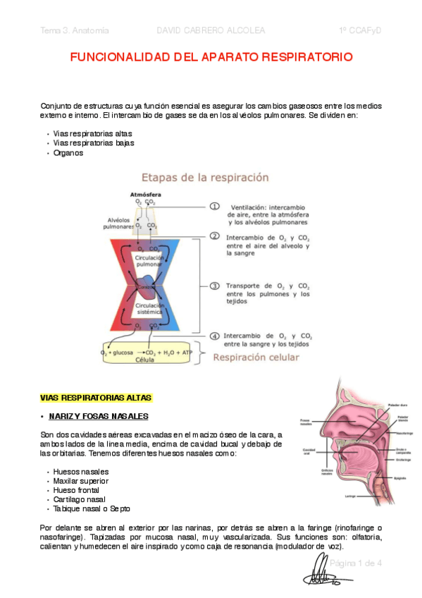 Miniatura del documento 3-PDF-Funcionalidad-del-Aparato-Respiratorio.pdf
