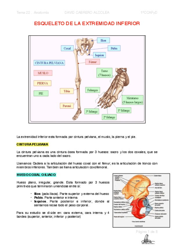 Miniatura del documento 22-PDF-ESQUELETO-DE-LA-EXTREMIDAD-INFERIOR.pdf