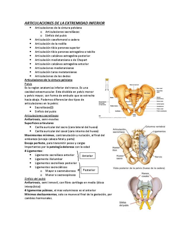 Miniatura del documento 23-articulaciones-de-la-extremidad-inferior.pdf