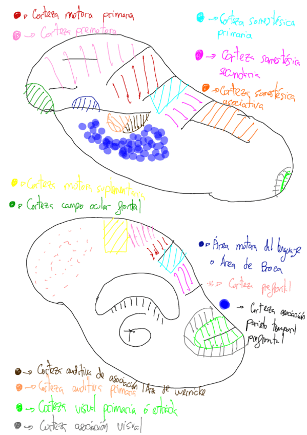 Miniatura del documento Dibujo-Areas-Corteza-Cerebral.pdf