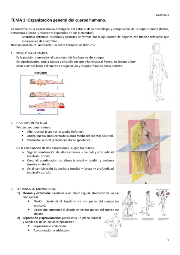 Miniatura del documento T1-ANATOMIA.pdf