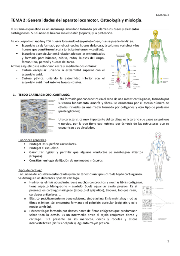 Miniatura del documento T2-ANATOMIA.pdf
