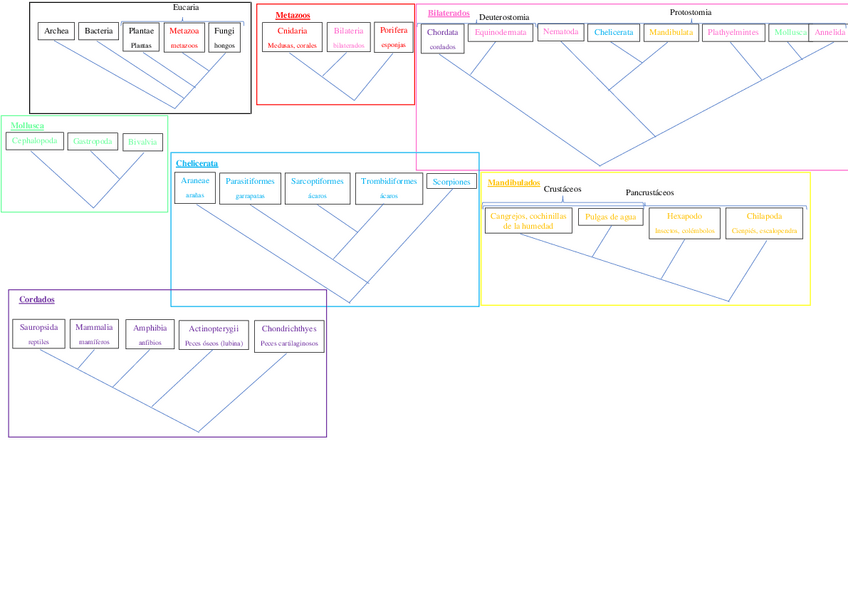 Miniatura del documento CLADOGRAMAS-ZOOLOGIA.pdf