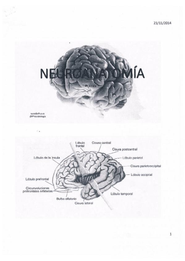 Miniatura del documento Neuroanatomía práctica 2.pdf