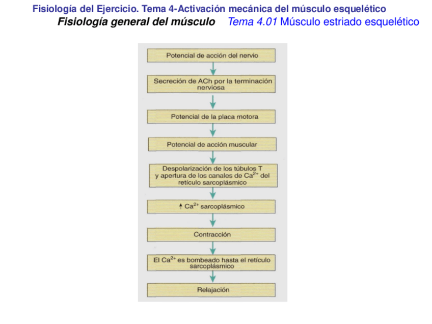 Miniatura del documento Tema-4-Activacion-mecanica-de-la-fibra-muscular-esqueletica.pdf