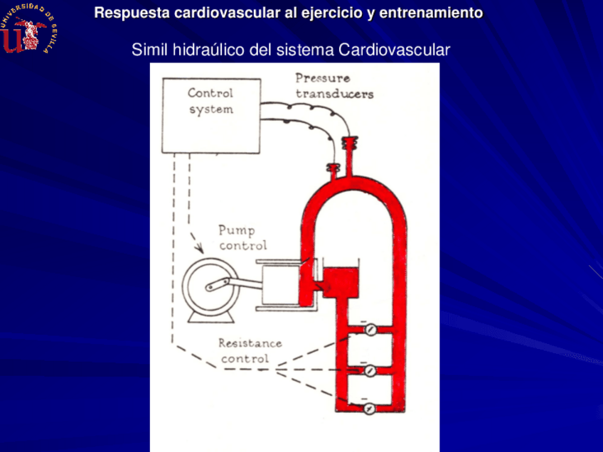 Miniatura del documento Tema-6-f-Efectos-del-entrenamiento-sobre-el-Sistema-Cardiovascular-r1.pdf