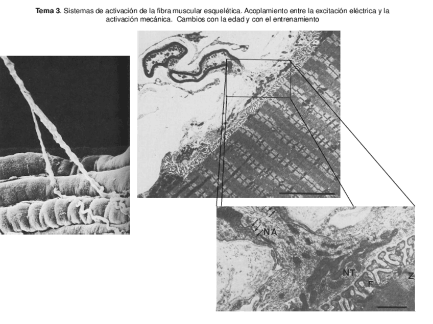 Miniatura del documento Tema-3-2019-Sistemas-de-activacion-de-la-fibra-muscular-esqueletica.pdf