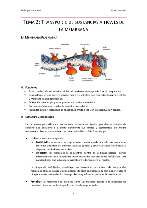 Miniatura del documento Tema 2 fisio 1.pdf