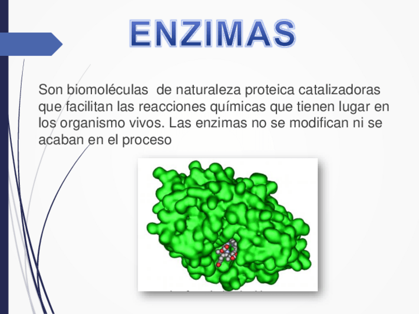 Miniatura del documento Enzimas.pdf