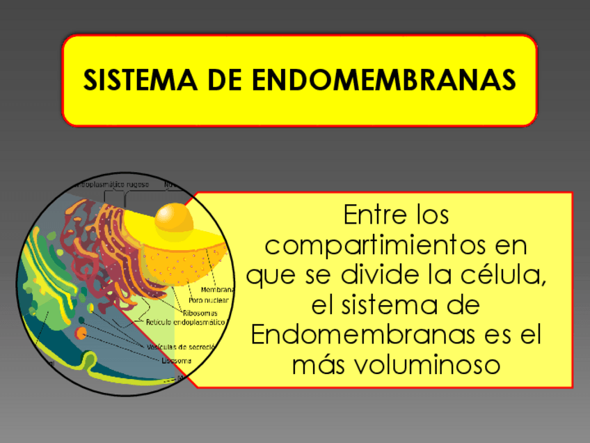 Miniatura del documento Sistema-de-endomembranas-parte-1.pdf