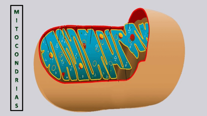 Miniatura del documento MITOCONDRIAS.pdf