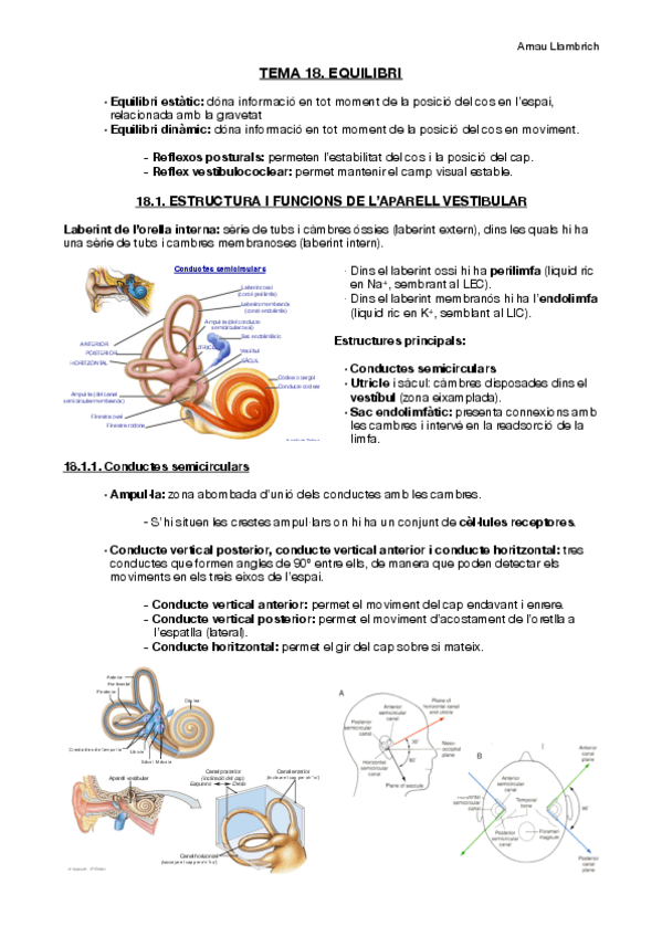 Miniatura del documento Apunts-Fisiologia-i-Fisiopatologia-I-Tema-18.pdf