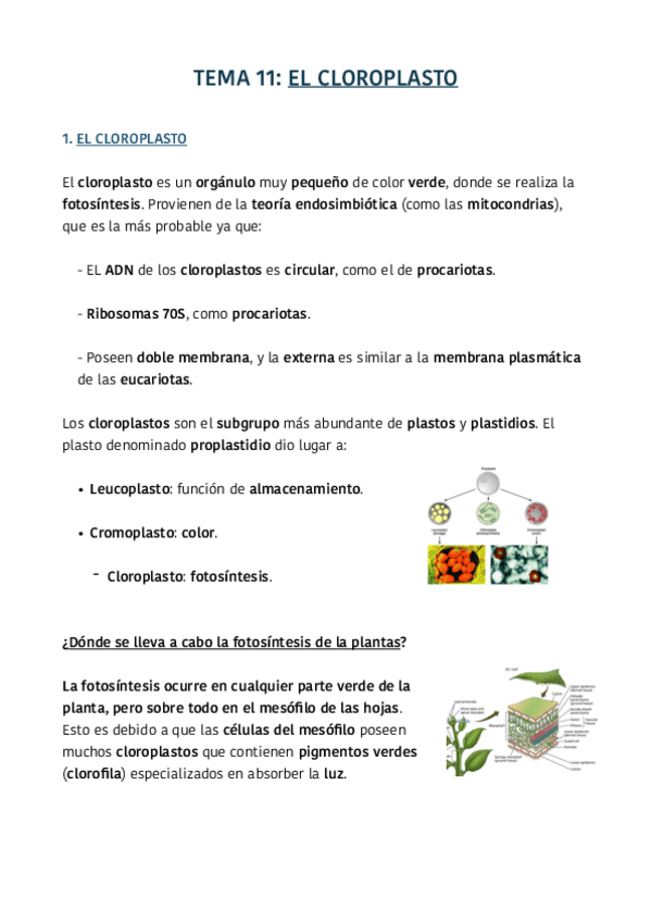 Miniatura del documento TEMA-11.pdf