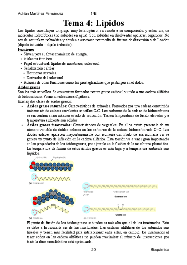 Miniatura del documento Tema 4: Lípidos.pdf