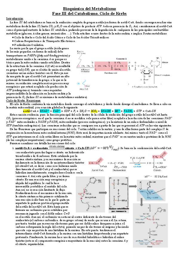 Miniatura del documento Fase-III-del-Catabolismo.pdf