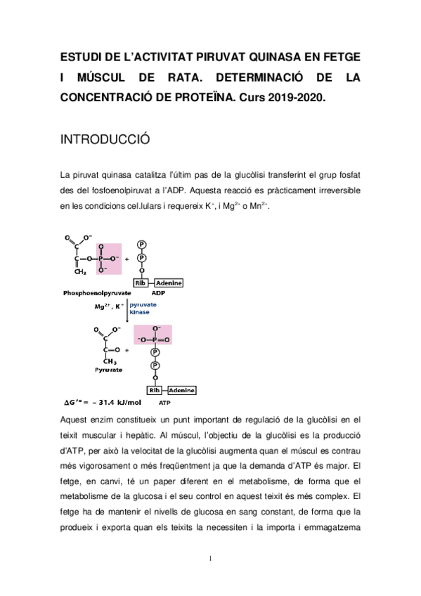 Miniatura del documento Protocol-Alumne-Practica-piruvat-quinasa-i-Bradford-curs2019-20.docx