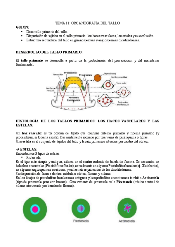 Miniatura del documento TEMA-11.pdf