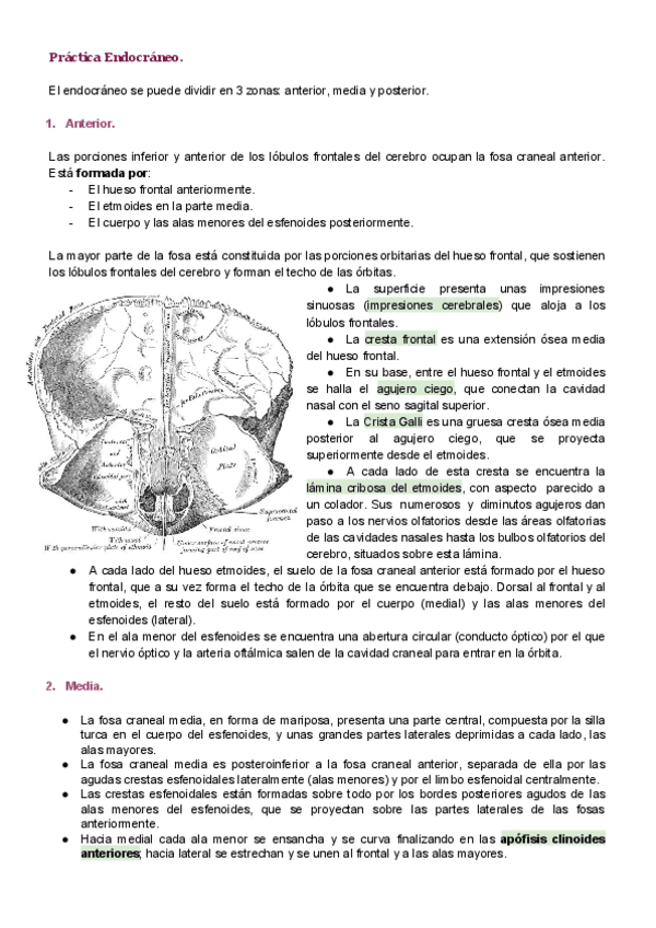 Miniatura del documento Endocraneo.pdf