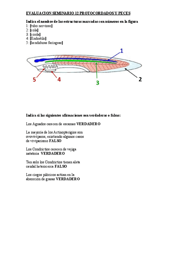 Miniatura del documento EVALUACION-SEMINARIO-12-PROTOCORDADOS-Y-PECES.pdf