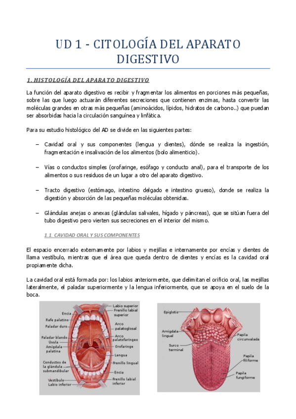 Miniatura del documento Tema-1-Aparato-digestivo.pdf