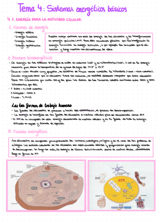 Miniatura del documento anatomia-tema-4.pdf