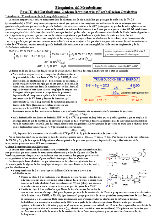 Miniatura del documento Fase-III-del-Catabolismo.pdf