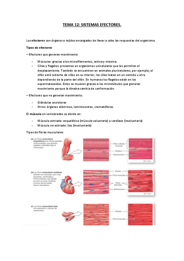 Miniatura del documento TEMA-12.pdf