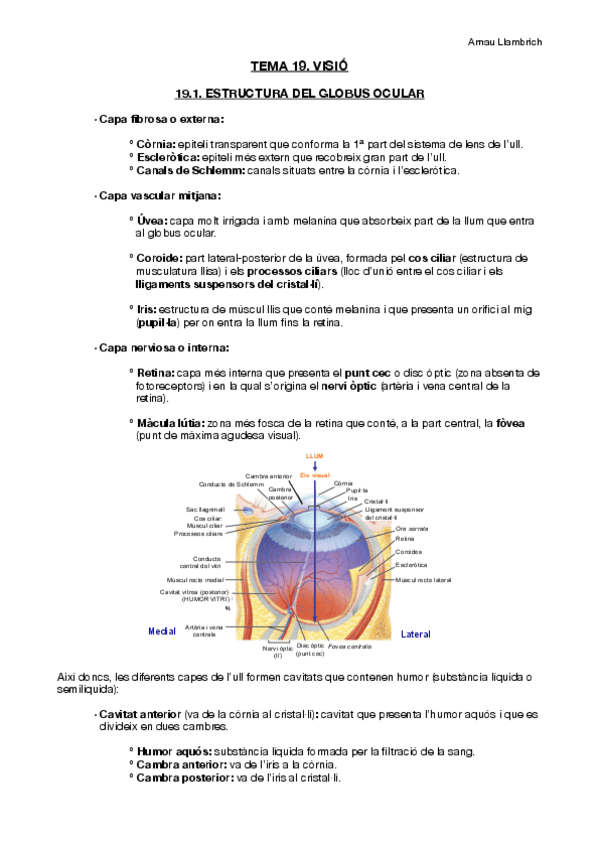 Miniatura del documento Apunts-Fisiologia-i-Fisiopatologia-I-Tema-19.pdf