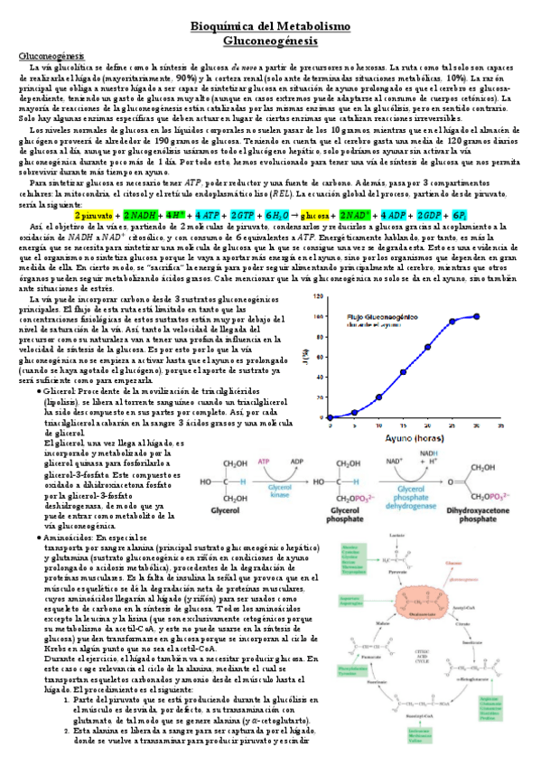 Miniatura del documento Gluconeogenesis.pdf