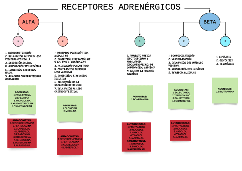 Miniatura del documento TEMA-19-F-RECEPTORES-adrenergicos.pdf