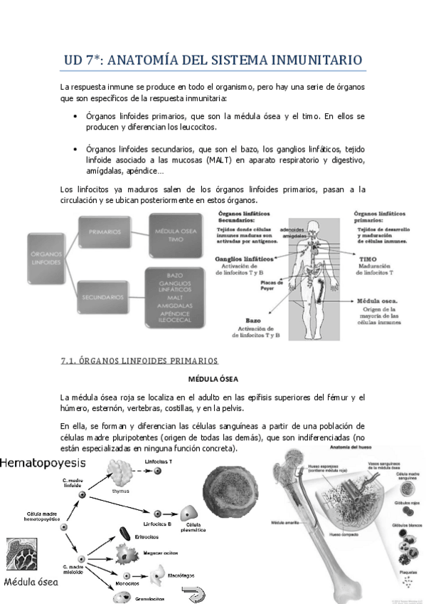 Miniatura del documento Tema-7-parte-2-Anatomia-y-patologia-sistema-inmune.pdf