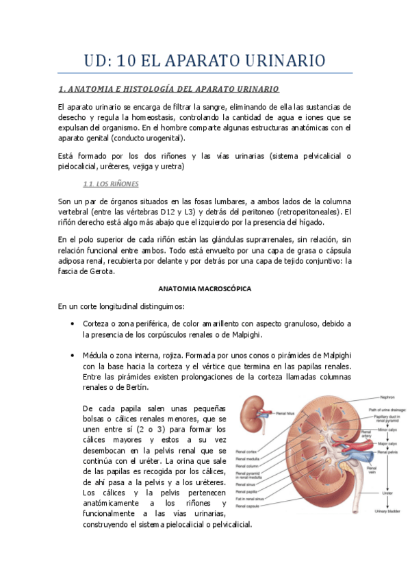 Miniatura del documento UD-9-Aparato-urinario.pdf