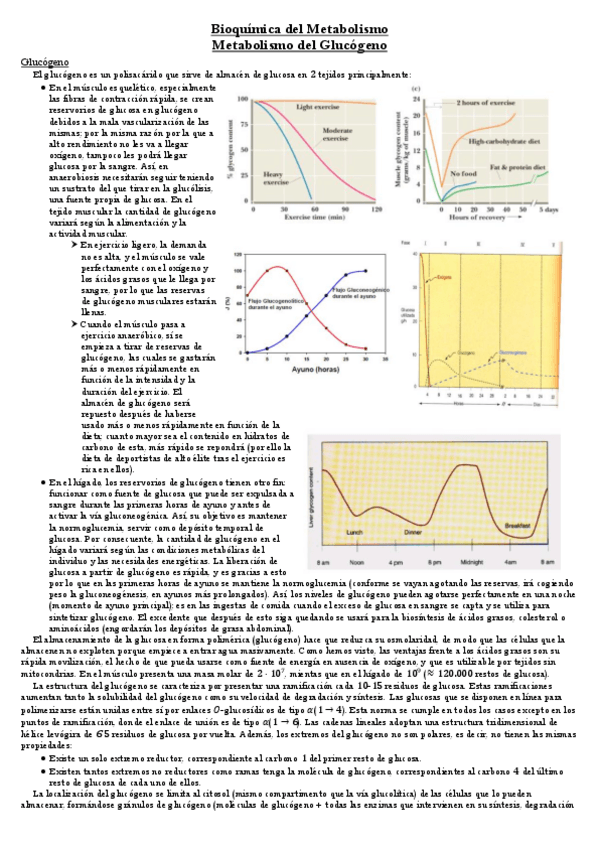 Miniatura del documento Glucogeno.pdf
