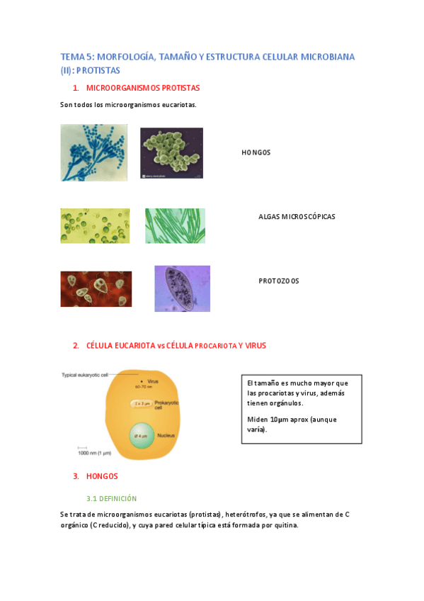 Miniatura del documento TEMA-5-apuntes.pdf