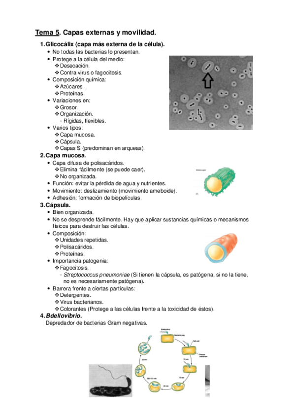 Miniatura del documento Tema-5.pdf