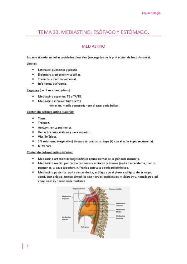Miniatura del documento Tema-33-mediastino-esofago-y-estomago.pdf