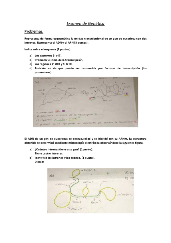 Miniatura del documento Examen-de-Genetica.pdf